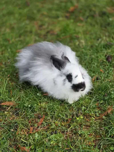 One Angora buck 5 months old. Very friendly and sweet . His father was a purebred blue English Angor...