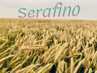 KWS Serafino - Hybrid rye seed for grain and forage use - Cert