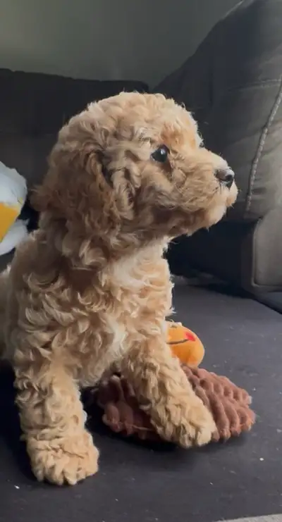 Maltipoo Puppy Looking for a Loving Home Adorable 2-month-old Maltipoo puppy available for rehoming....