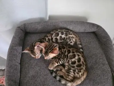 Bengal kittens , View more