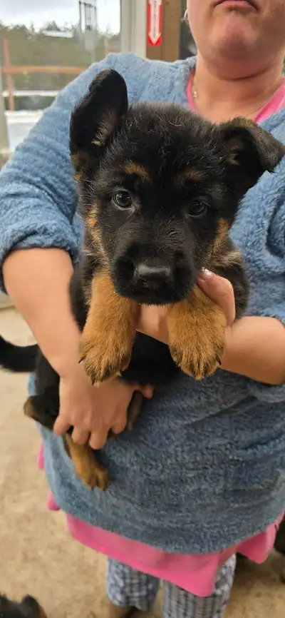 German shepherd puppies, View more