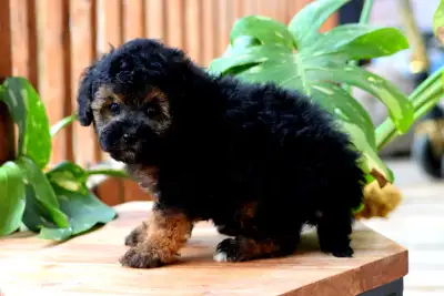 Ces adorables chiots Yorkshire x Bichon sont maintenant disponibles et prêts à trouver leur nouvelle...