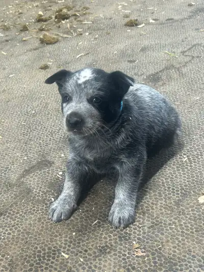 blue heeler puppies for sale, View more