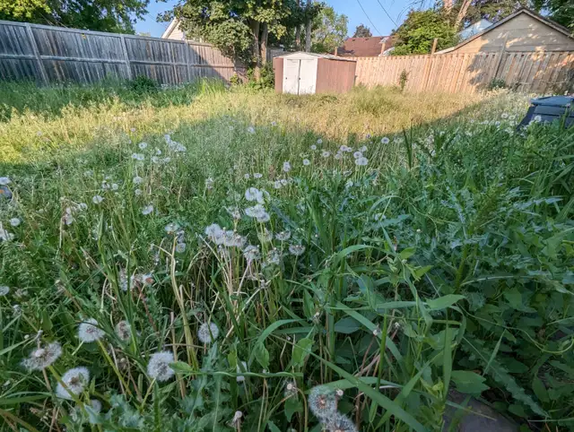 Grass Cutting-Spring Cleaning-Fertilizer-Seeds-Starting from $4962865709011842121