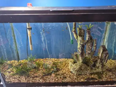 Full 20gal tank setup, View more