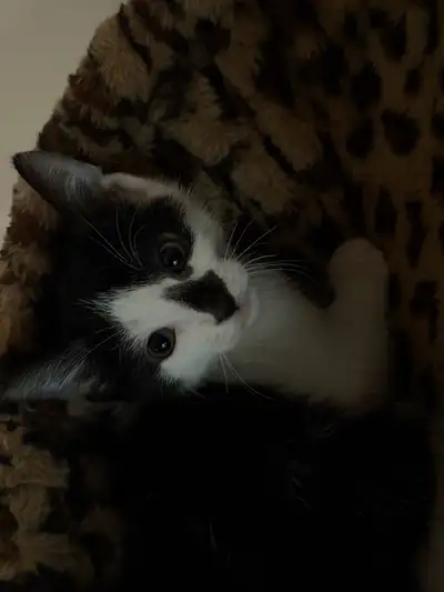 kittens $100/each  (OBA), View more
