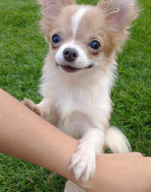 Long haired chihuahua Updated July 29 Dogs & Puppies for Rehoming Ottawa Kijiji