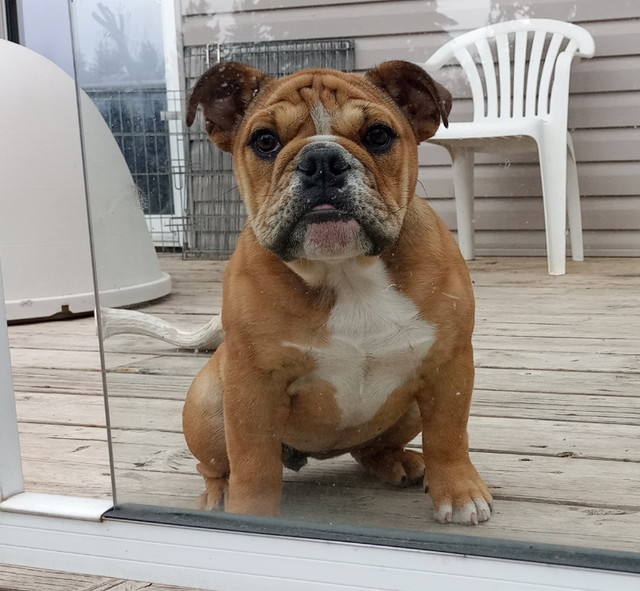 British Bulldog Females, puppy and 2yr old in Dogs & Puppies for Rehoming in Edmonton