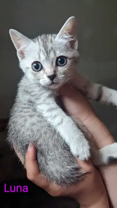 chaton mix siamois / british shorthair, View more