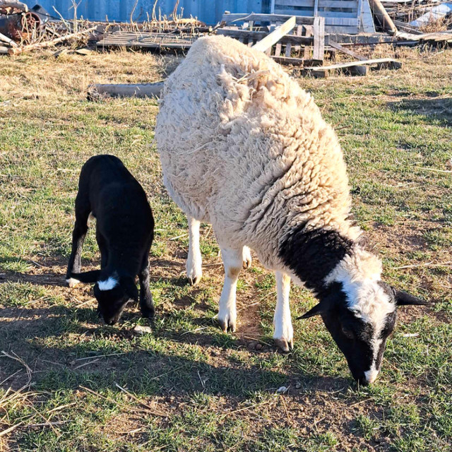 Dorper Ewe with Ewe Lamb in Livestock in Swift Current