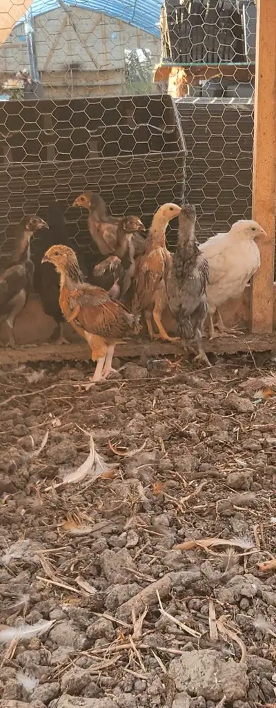 chicks assel and bhrama , View more