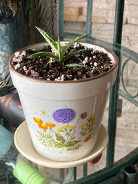 Pots à plantes d'extérieur - Vintage -  Canada