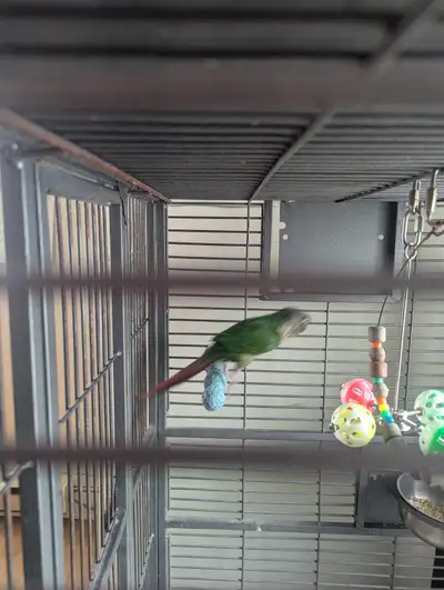 Conure a joue verte non apprivoiser mais ne mord pas habitué avec chiens de Longueuil prix légèremen...