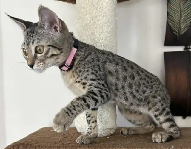 Chaton femelle Savannah F5 golden (c. rose). in Cats & Kittens for Rehoming in Québec City - Image 10