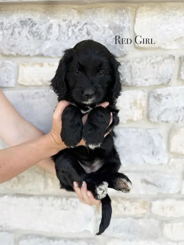 SOLD! Stunning Black Goldendoodle in Dogs & Puppies for Rehoming in Edmonton - Image 8
