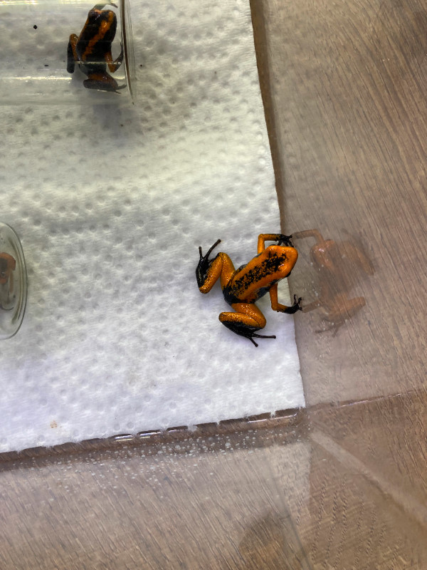 Phyllobates Terribilis poison dart frog froglets in Reptiles & Amphibians for Rehoming in St. John's - Image 2