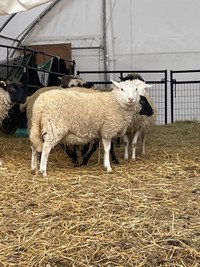 Two bred ewe lambs 