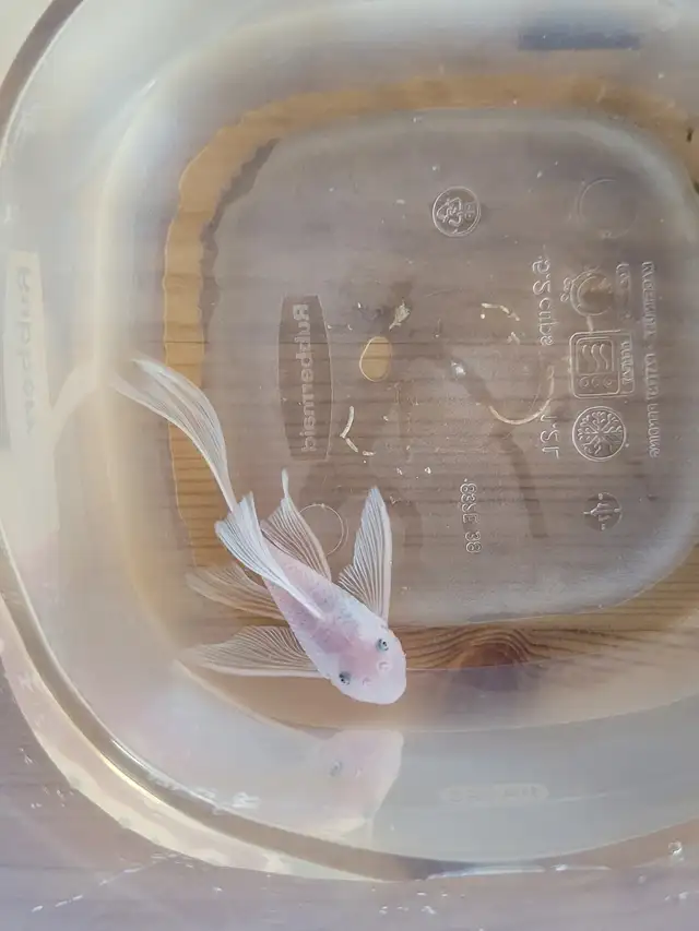 Snow White Longfin Pleco Fish in Fish for Rehoming in Kitchener / Waterloo - Image 2