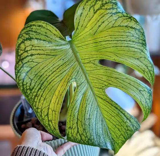 Monstera variegated cuttings upto 2metre length- with many roots in Plants, Fertilizer & Soil in City of Toronto - Image 4