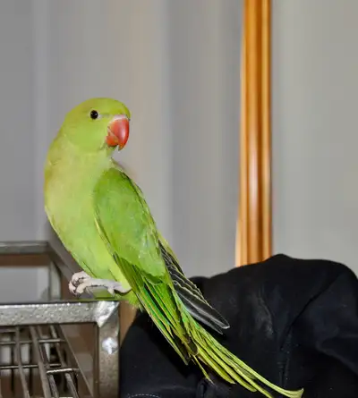 Perruches à Collier bébé , Indian ring Neck baby, View more
