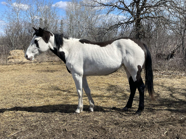 Started Paint Mare in Horses & Ponies for Rehoming in Winnipeg - Image 2