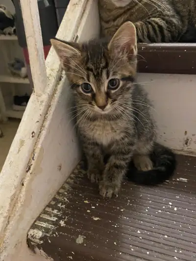kitten for sale, View more