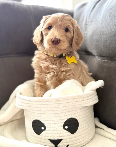 Our beautiful F1b Goldendoodle puppies are now 6 weeks old and growing into the most loving, playful...