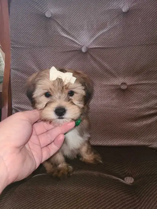 Chiens de petite taille qui ressemblent à un ours en peluche ! Nés le 17 janvier, ces bébés Shorkie...