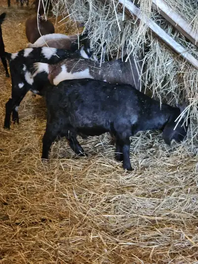 Young goats for sale , View more