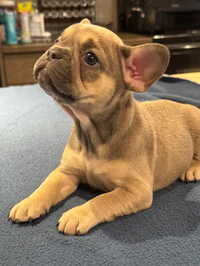 ❤️❤️❤️French Bulldog SWEETHEARTS❤️❤️❤️ in Dogs & Puppies for Rehoming in Calgary - Image 9