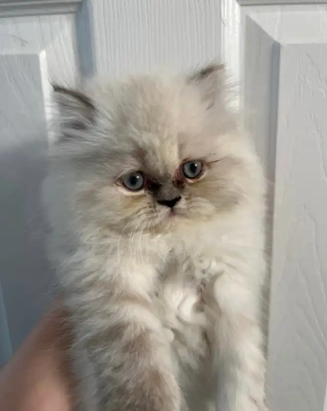 Blue point Persian kitten in Cats & Kittens for Rehoming in City of Toronto - Image 5