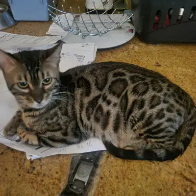*Fermeture chatterie* , View more