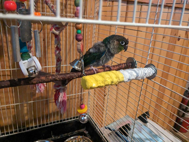 Conure for sale  in Birds for Rehoming in North Bay