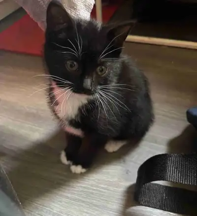 Adorable Kittens Looking for Loving Homes, View more