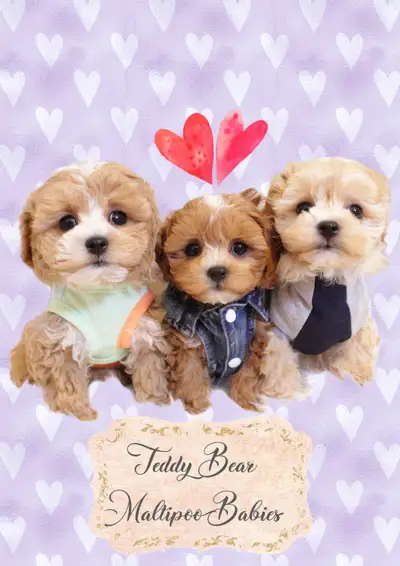 ❤️ TEDDY BEAR ❤️ TOY SIZE MALTIPOO BABIES READY TODAY ❤️, View more