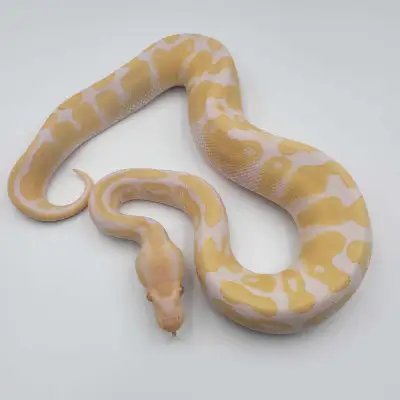 Albino het pied , View more