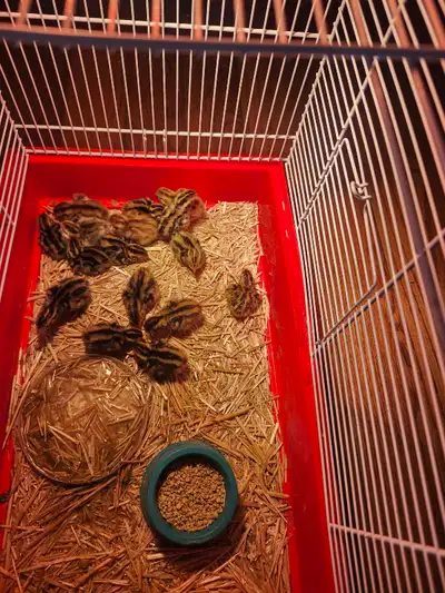 16 baby cortunix quails, View more