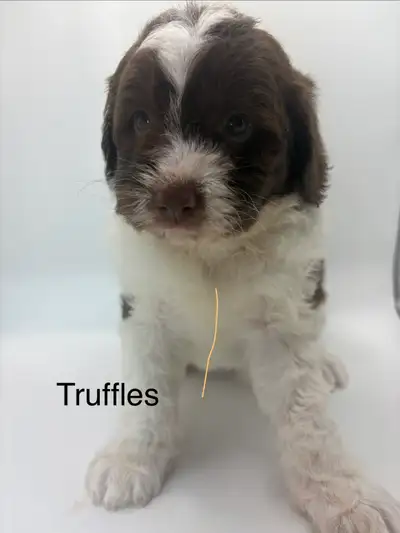 Entledoodles, View more