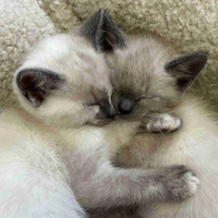 Hypoallergenic Siamese Kittens for Adoption