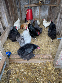 CHICKENS FOR SALE