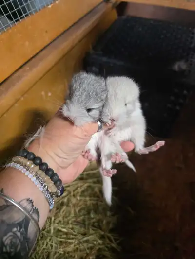 petits chinchillas superbe couleur prets 13 aout/10 sept env, View more