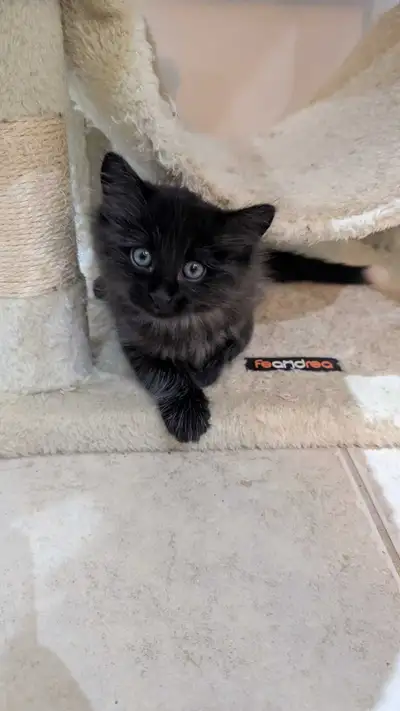 Maincoon Kittens For Sale, View more