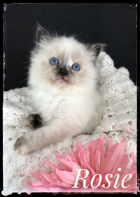 Beautiful cuddly blue eyed ragdoll kittens