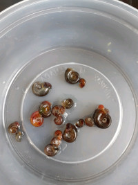 Snails as feeders or cleanup crew ramshorn