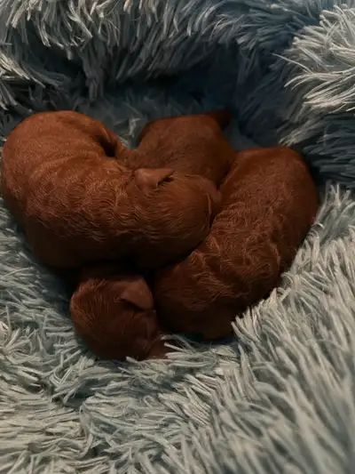So beautiful dark red small miniature poodle puppies, View more