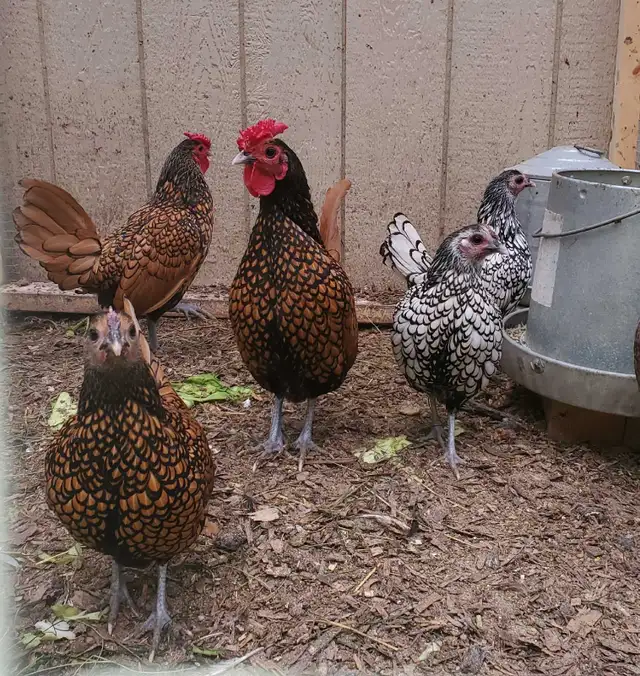 Birds in Sooke in Livestock in Victoria - Image 8