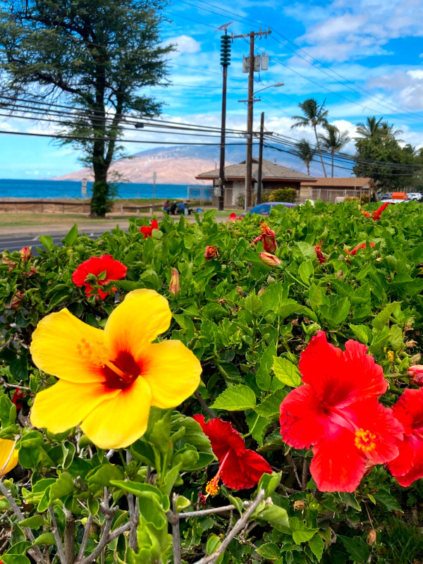 Maui Kihei 2  bedroom in Hawaii - Image 2