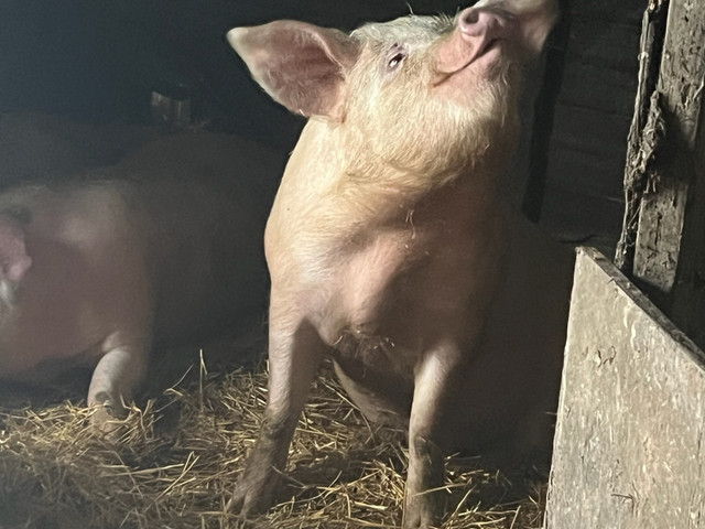 Wiener pigs for sale $200 in Livestock in Campbell River