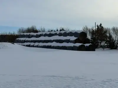 1st Cut Alfalfa round bales, View more