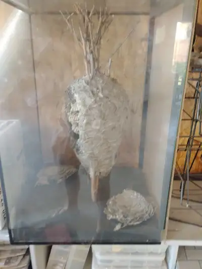 Taxidermy wasp nest, View more